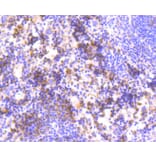 Immunohistochemistry - Anti-HAPLN1 Antibody (A10828) - Antibodies.com