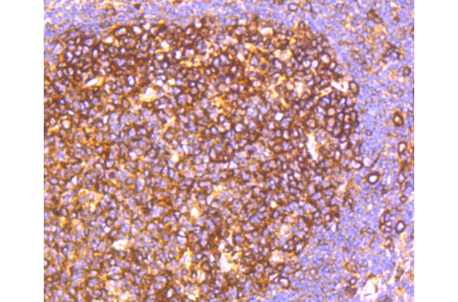 Immunohistochemistry - Anti-HAPLN1 Antibody (A10828) - Antibodies.com