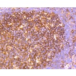 Immunohistochemistry - Anti-HAPLN1 Antibody (A10828) - Antibodies.com