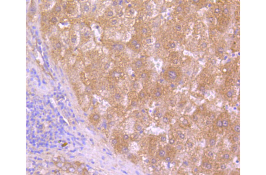 Immunohistochemistry - Anti-HAPLN1 Antibody (A10828) - Antibodies.com