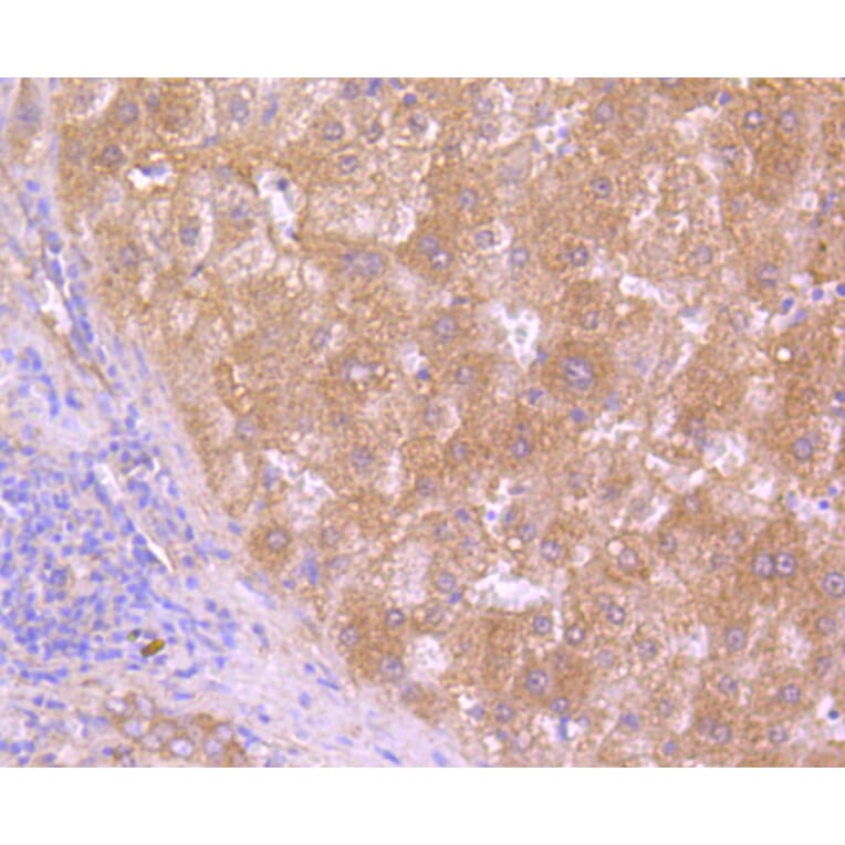 Immunohistochemistry - Anti-HAPLN1 Antibody (A10828) - Antibodies.com