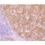 Immunohistochemistry - Anti-HAPLN1 Antibody (A10828) - Antibodies.com