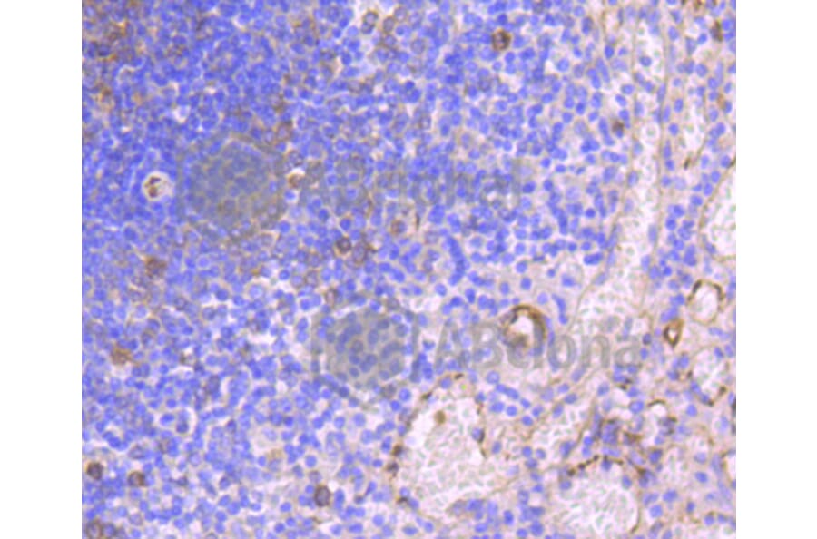 Immunohistochemistry - Anti-HAPLN1 Antibody (A10828) - Antibodies.com