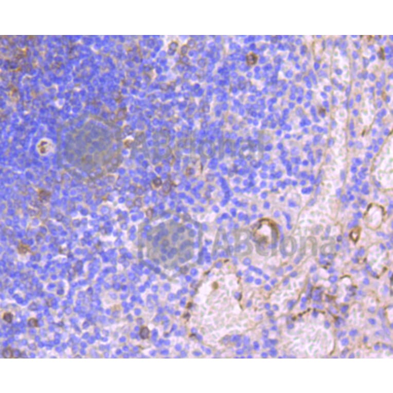 Immunohistochemistry - Anti-HAPLN1 Antibody (A10828) - Antibodies.com