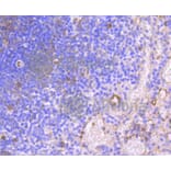 Immunohistochemistry - Anti-HAPLN1 Antibody (A10828) - Antibodies.com