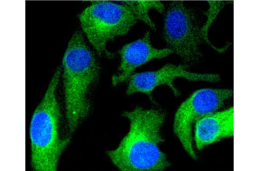 Immunofluorescence - Anti-HAPLN1 Antibody (A10828) - Antibodies.com