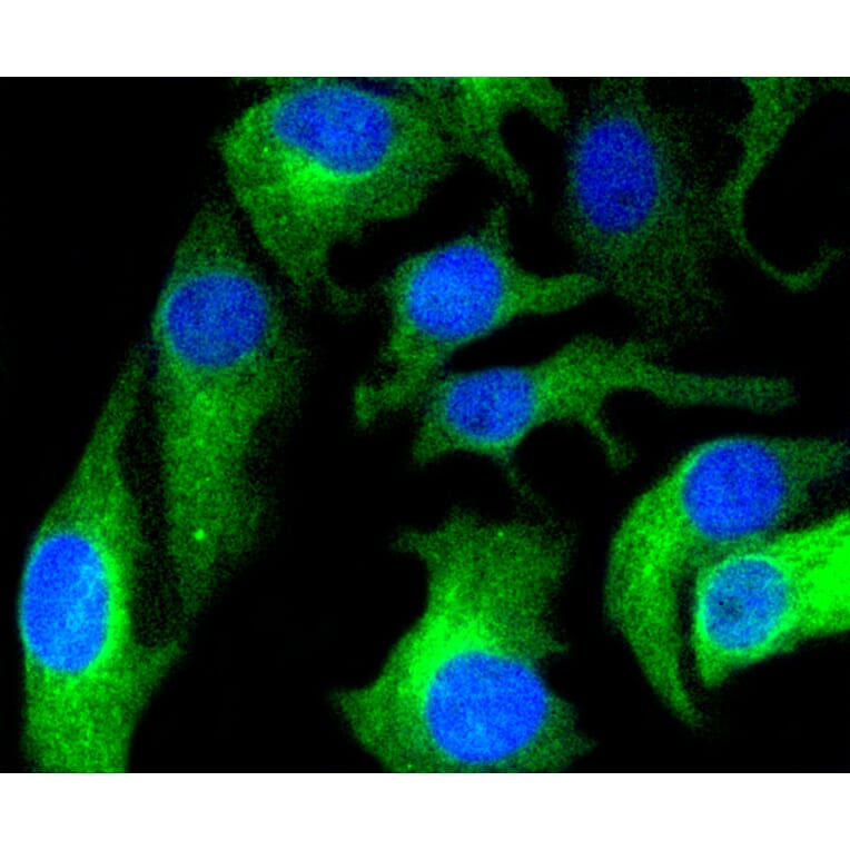 Immunofluorescence - Anti-HAPLN1 Antibody (A10828) - Antibodies.com