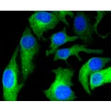 Immunofluorescence - Anti-HAPLN1 Antibody (A10828) - Antibodies.com