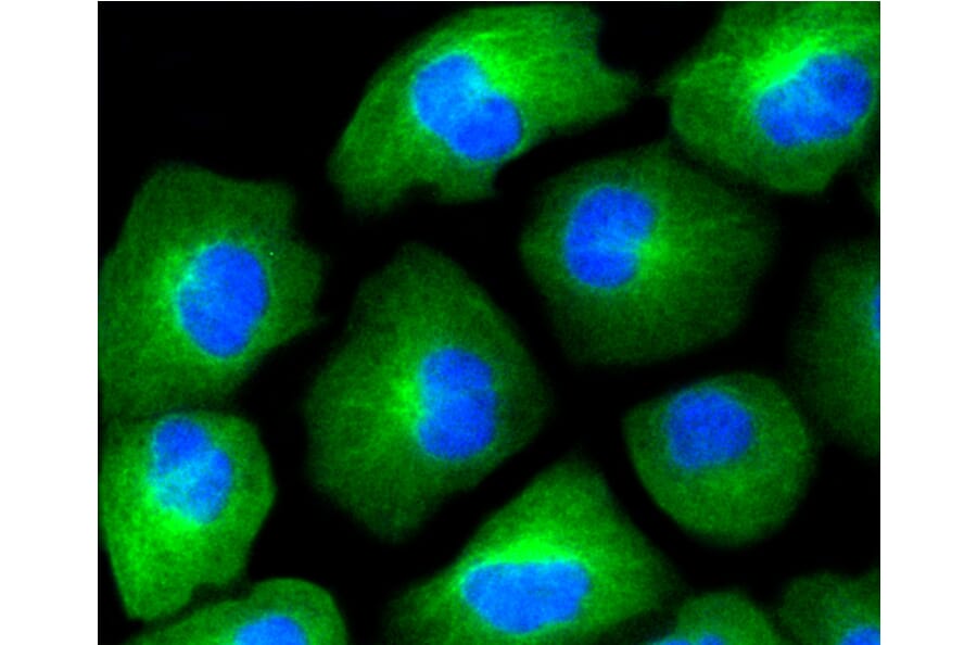 Immunofluorescence - Anti-HAPLN1 Antibody (A10828) - Antibodies.com