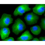 Immunofluorescence - Anti-HAPLN1 Antibody (A10828) - Antibodies.com