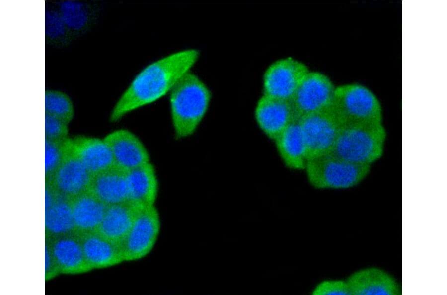 Immunofluorescence - Anti-HAPLN1 Antibody (A10828) - Antibodies.com