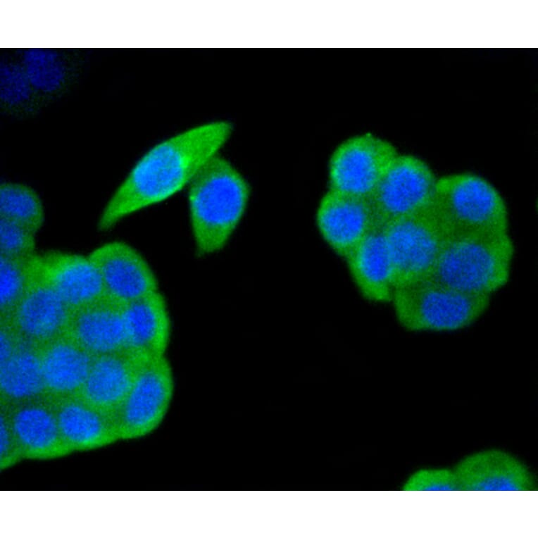 Immunofluorescence - Anti-HAPLN1 Antibody (A10828) - Antibodies.com