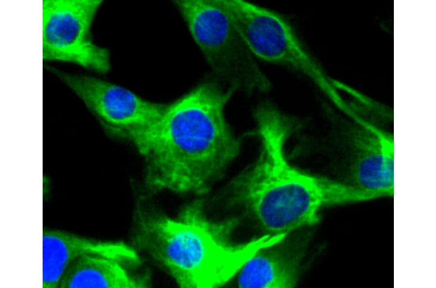 Immunofluorescence - Anti-DES Antibody (A10837) - Antibodies.com