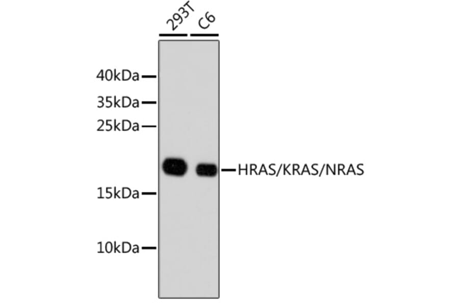 Western Blot - Anti-HRAS + KRAS + NRAS Antibody (A11059) - Antibodies.com