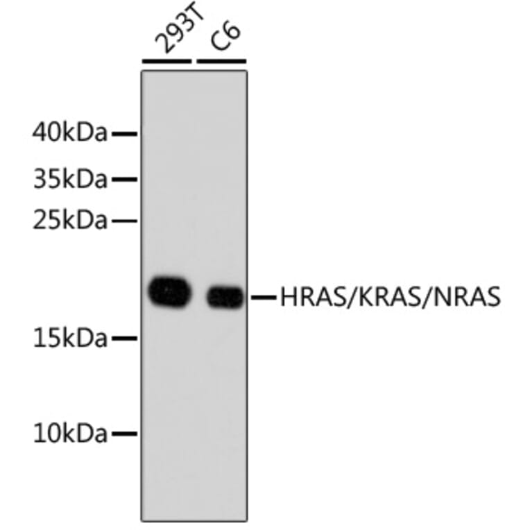Western Blot - Anti-HRAS + KRAS + NRAS Antibody (A11059) - Antibodies.com