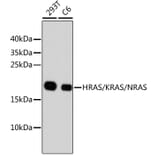 Western Blot - Anti-HRAS + KRAS + NRAS Antibody (A11059) - Antibodies.com