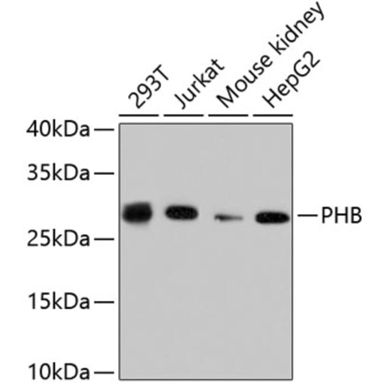 Western Blot - Anti-PHB Antibody (A11077) - Antibodies.com