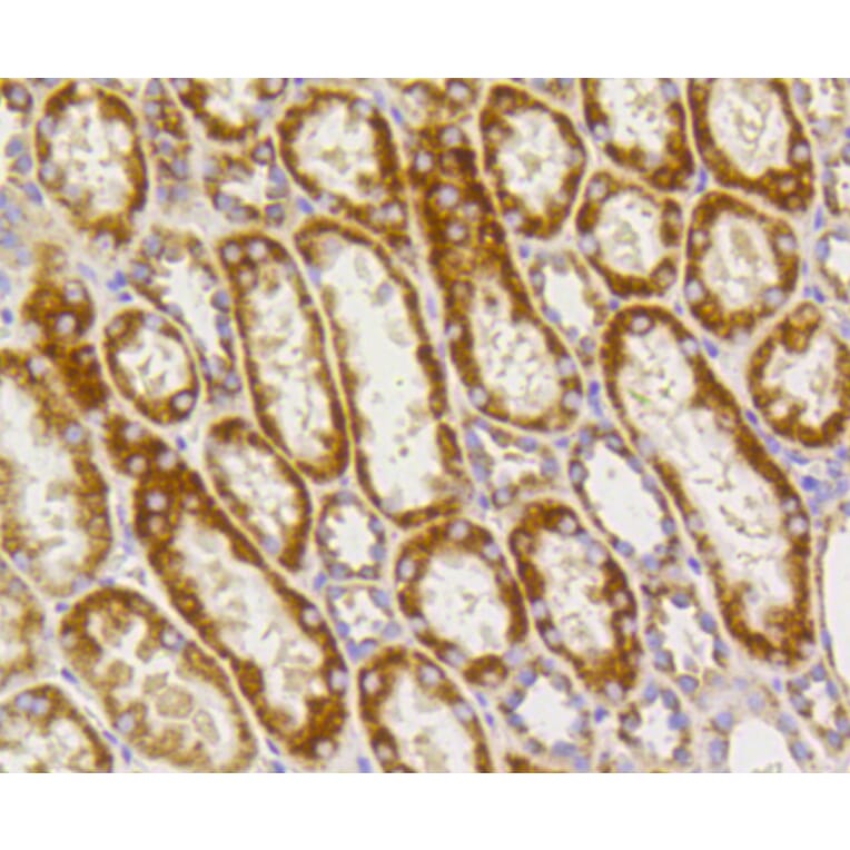 Immunohistochemistry - Anti-PHB Antibody (A11077) - Antibodies.com