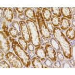 Immunohistochemistry - Anti-PHB Antibody (A11077) - Antibodies.com
