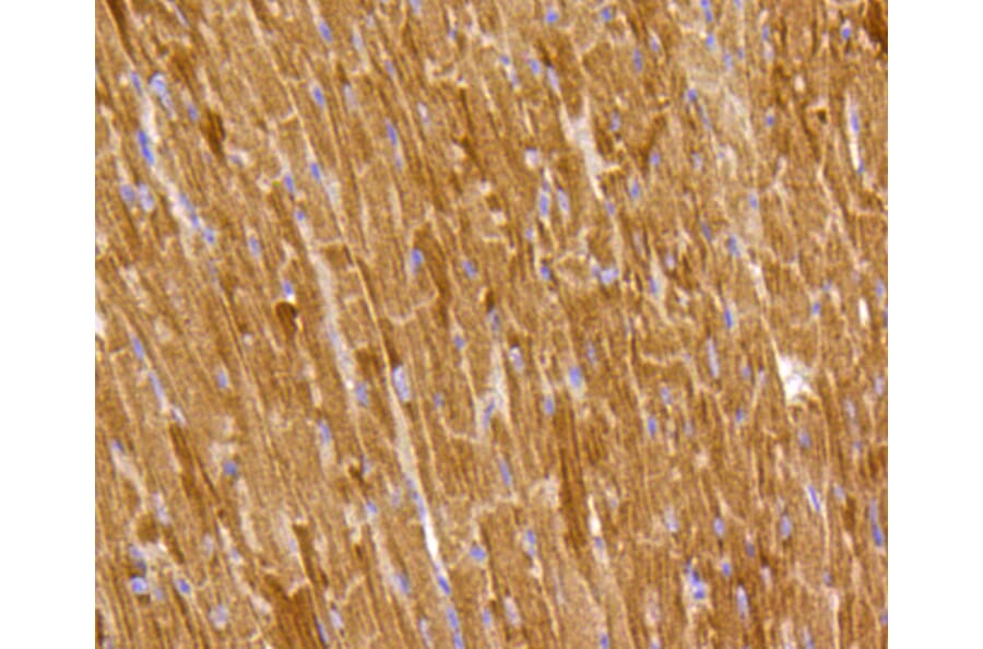 Immunohistochemistry - Anti-PHB Antibody (A11077) - Antibodies.com