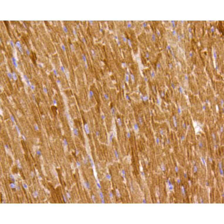 Immunohistochemistry - Anti-PHB Antibody (A11077) - Antibodies.com