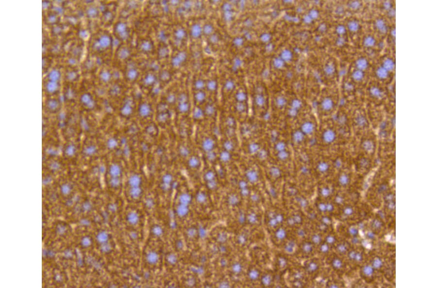 Immunohistochemistry - Anti-PHB Antibody (A11077) - Antibodies.com