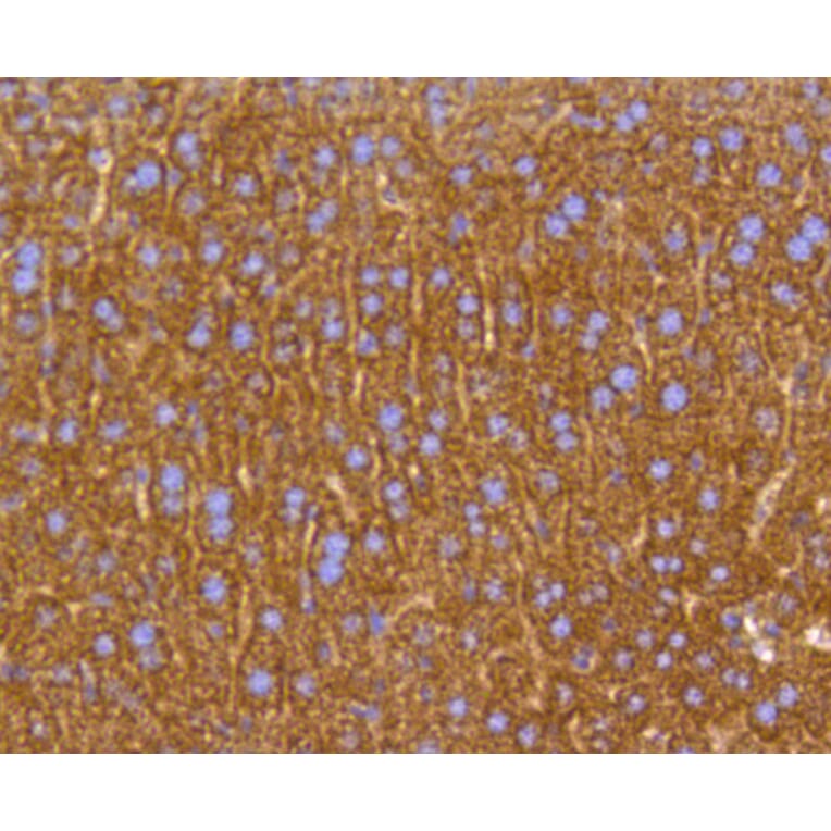 Immunohistochemistry - Anti-PHB Antibody (A11077) - Antibodies.com