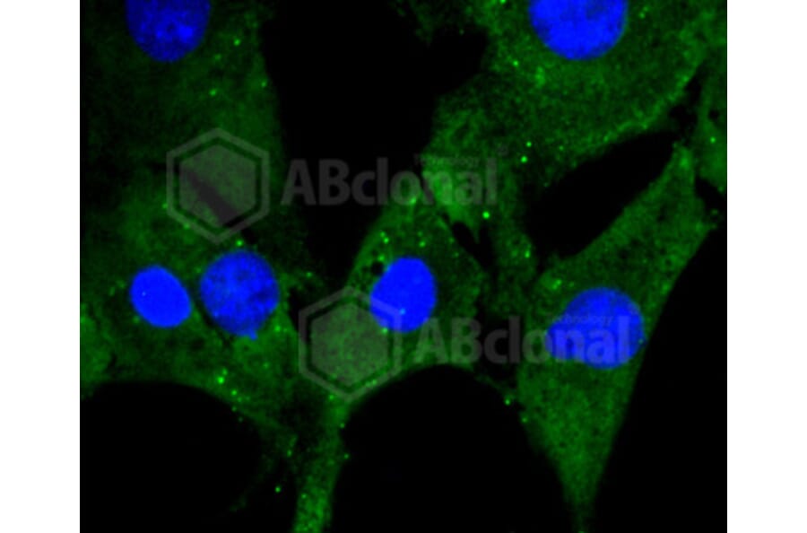 Immunofluorescence - Anti-PHB Antibody (A11077) - Antibodies.com