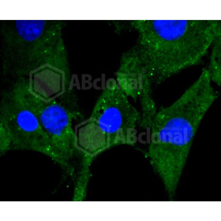 Immunofluorescence - Anti-PHB Antibody (A11077) - Antibodies.com