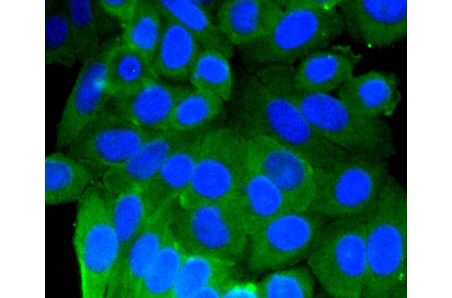 Immunofluorescence - Anti-PHB Antibody (A11077) - Antibodies.com