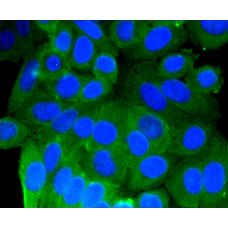Immunofluorescence - Anti-PHB Antibody (A11077) - Antibodies.com