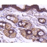 Immunohistochemistry - Anti-ACTA2 Antibody (A11111) - Antibodies.com