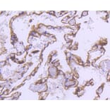 Immunohistochemistry - Anti-ACTA2 Antibody (A11111) - Antibodies.com