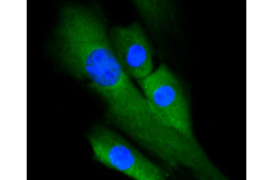 Immunofluorescence - Anti-ERK1 + ERK2 Antibody (A11116) - Antibodies.com
