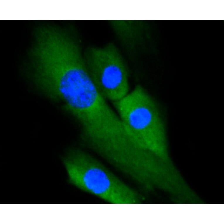 Immunofluorescence - Anti-ERK1 + ERK2 Antibody (A11116) - Antibodies.com