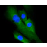 Immunofluorescence - Anti-ERK1 + ERK2 Antibody (A11116) - Antibodies.com