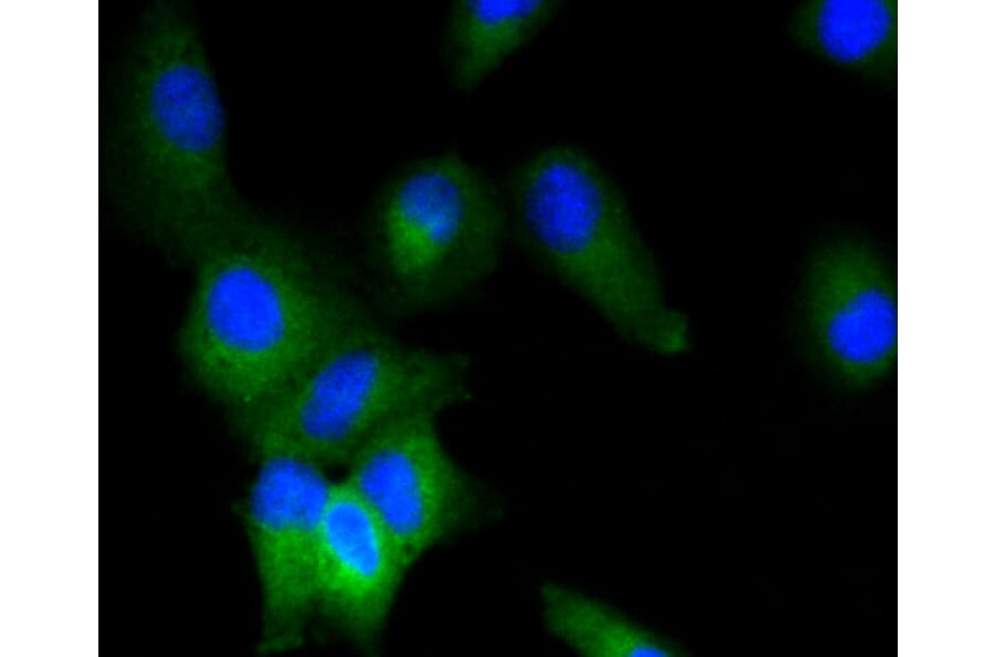Immunofluorescence - Anti-ERK1 + ERK2 Antibody (A11116) - Antibodies.com