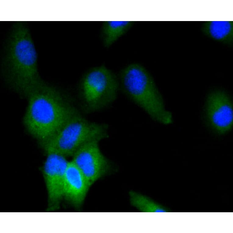 Immunofluorescence - Anti-ERK1 + ERK2 Antibody (A11116) - Antibodies.com