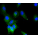 Immunofluorescence - Anti-ERK1 + ERK2 Antibody (A11116) - Antibodies.com