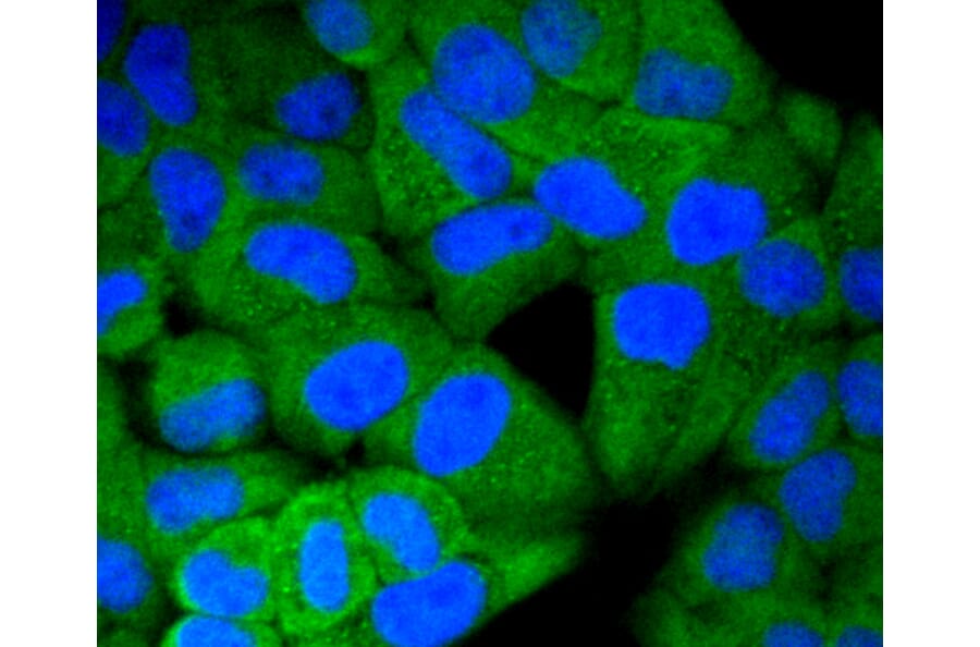 Immunofluorescence - Anti-ERK1 + ERK2 Antibody (A11116) - Antibodies.com