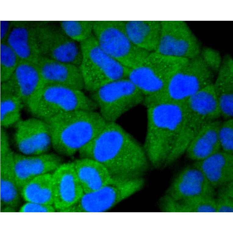 Immunofluorescence - Anti-ERK1 + ERK2 Antibody (A11116) - Antibodies.com