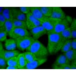 Immunofluorescence - Anti-ERK1 + ERK2 Antibody (A11116) - Antibodies.com