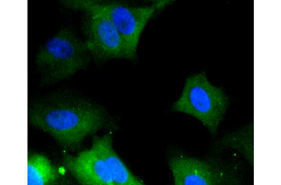 Immunofluorescence - Anti-ERK1 + ERK2 Antibody (A11116) - Antibodies.com