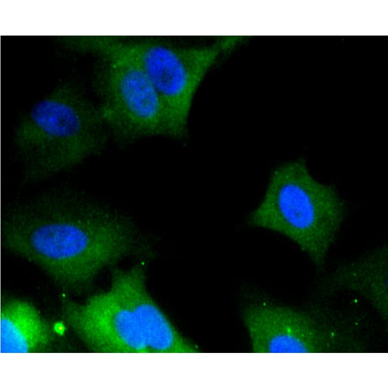 Immunofluorescence - Anti-ERK1 + ERK2 Antibody (A11116) - Antibodies.com