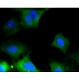Immunofluorescence - Anti-ERK1 + ERK2 Antibody (A11116) - Antibodies.com