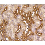 Immunohistochemistry - Anti-MEK1 + MEK2 Antibody (A11122) - Antibodies.com