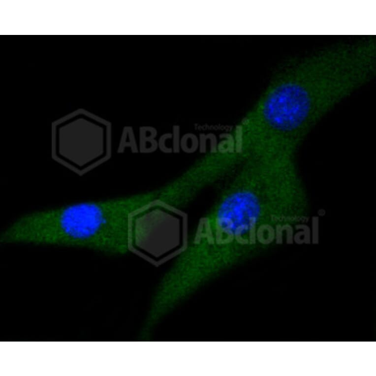 Immunofluorescence - Anti-MEK1 + MEK2 Antibody (A11122) - Antibodies.com