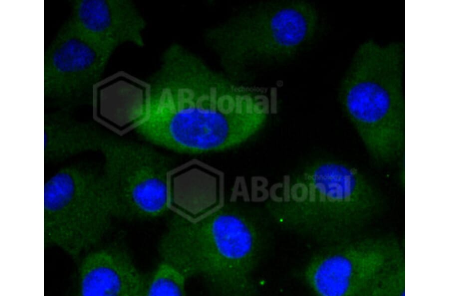 Immunofluorescence - Anti-MEK1 + MEK2 Antibody (A11122) - Antibodies.com