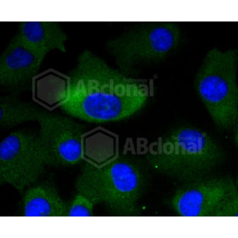 Immunofluorescence - Anti-MEK1 + MEK2 Antibody (A11122) - Antibodies.com