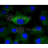 Immunofluorescence - Anti-MEK1 + MEK2 Antibody (A11122) - Antibodies.com